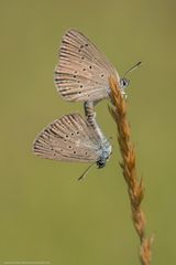 Lungenenzian-Bläuling (Maculinea alcon),