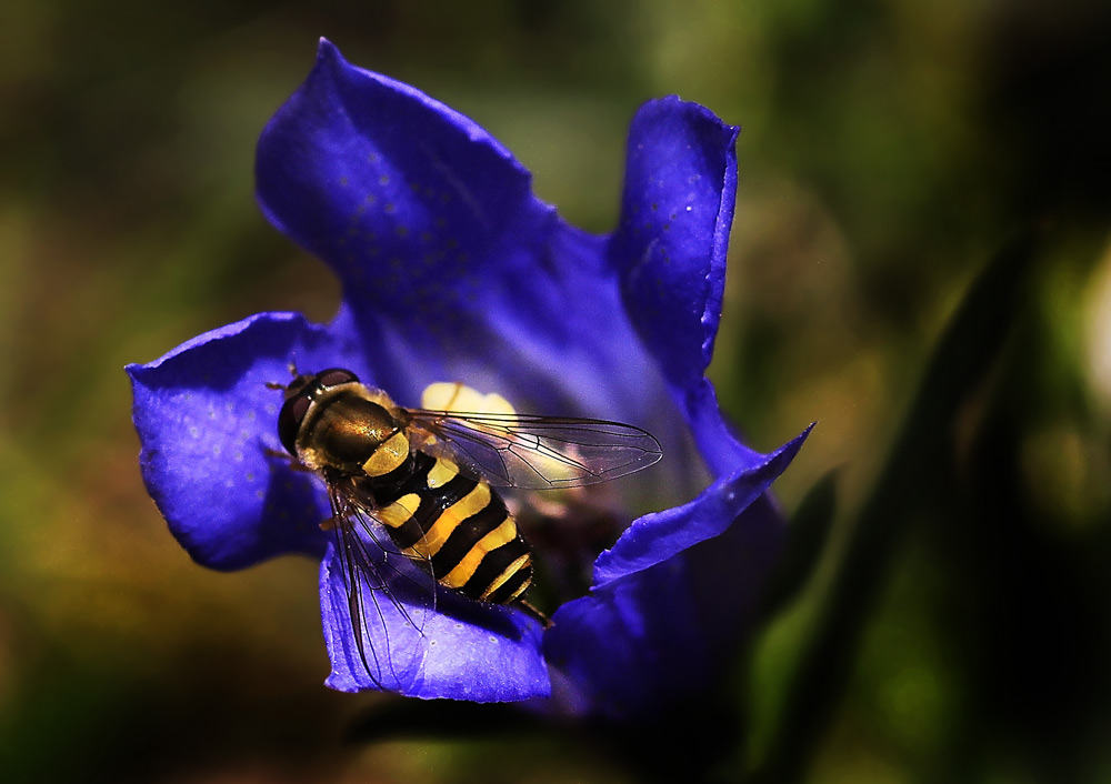 Lungenenzian mit Schwebfliege