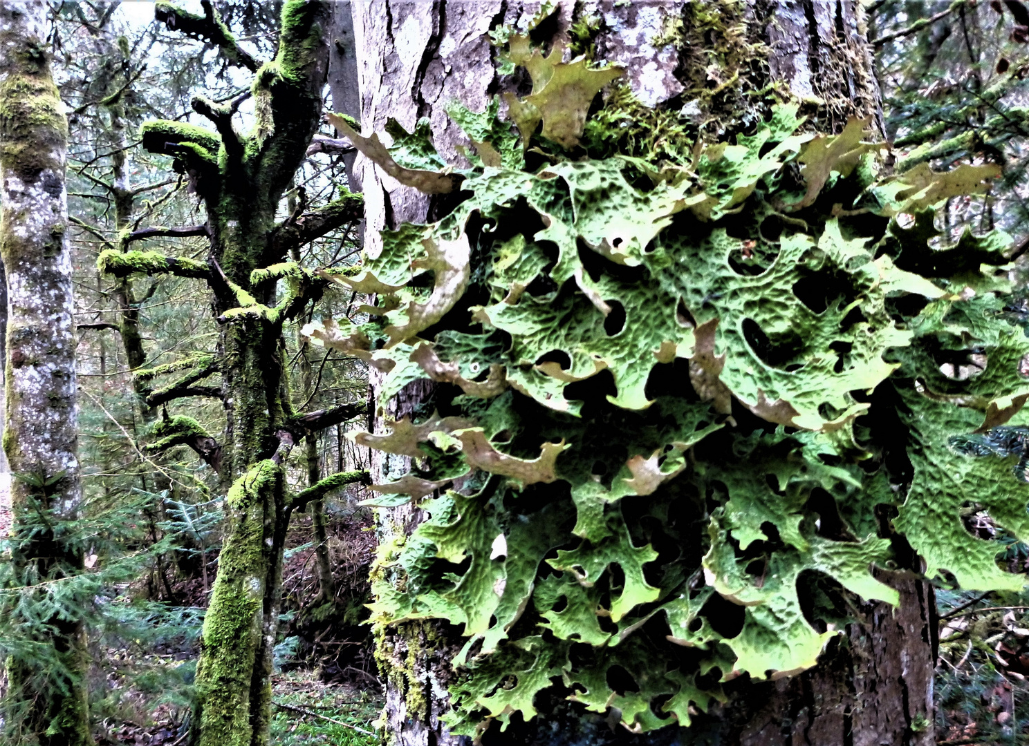 Lungenflechte (Lobaria pulmonaria)