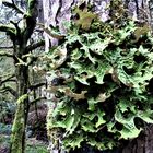 Lungenflechte (Lobaria pulmonaria)