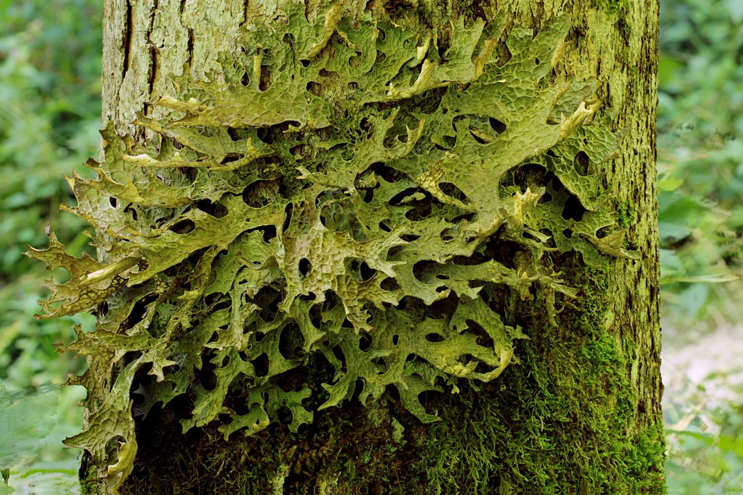 Lungenflechte (Lobaria pulmonaria) an Bergahorn