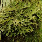 Lungenflechte (Lobaria pulmonaria) an Bergahorn