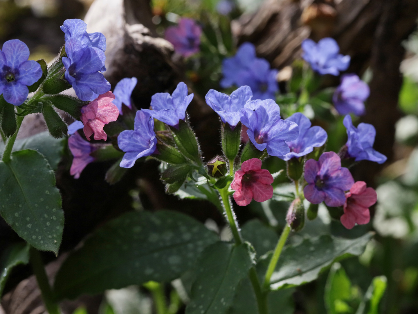 Lungenkraut (2018_04_10_EOS 6D Mark II_0891_ji)