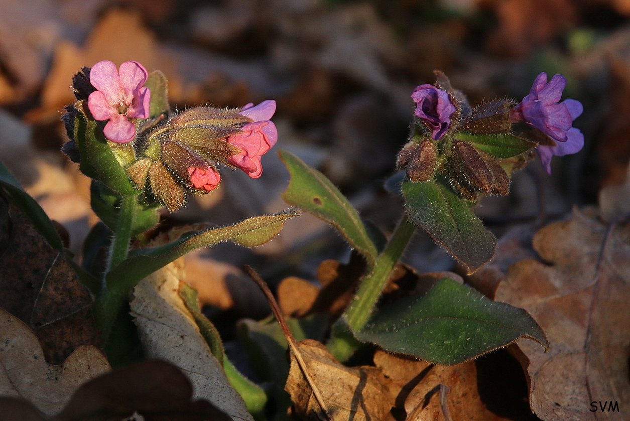 Lungenkraut in der Abendsonne