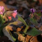 Lungenkraut in der Abendsonne