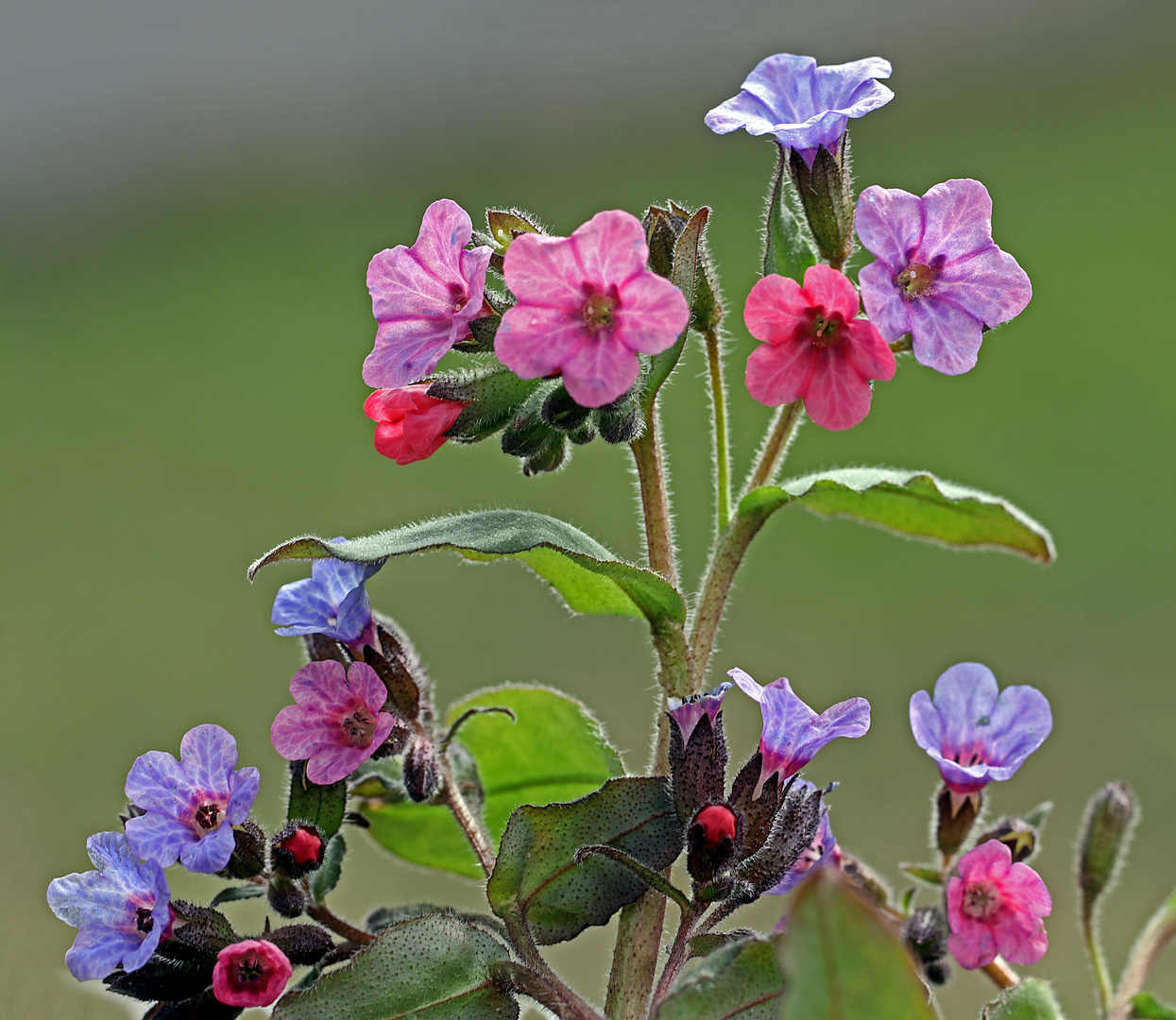  Lungenkraut in voller Blüte