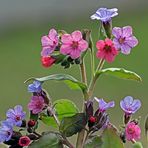  Lungenkraut in voller Blüte