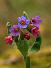 Lungenkraut in voller Blüte