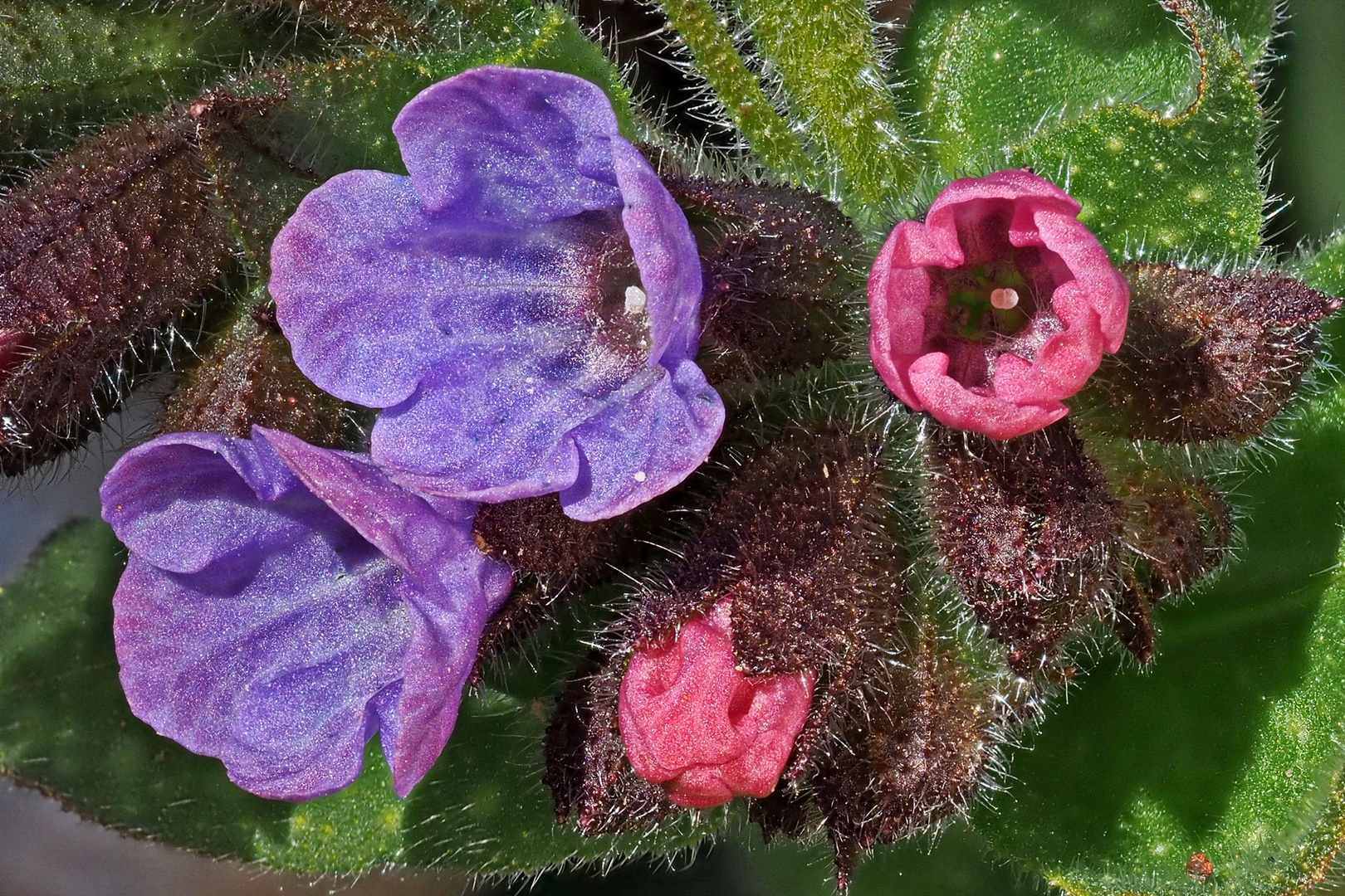 Lungenkraut (Pullmonaria officinalis)