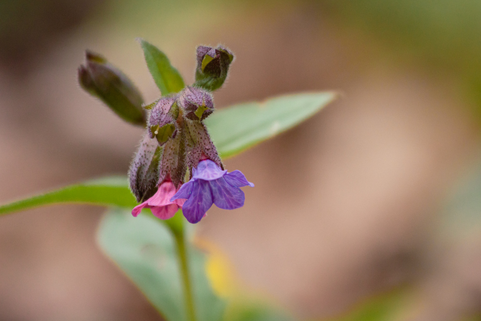 Lungenkraut Pulmonaria