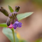 Lungenkraut Pulmonaria