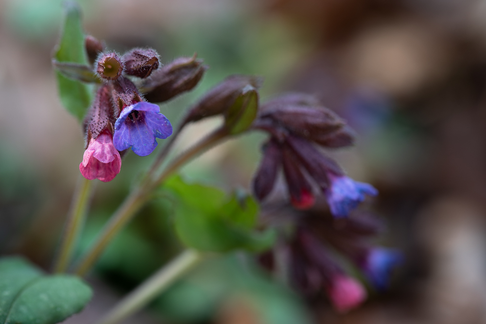 Lungenkraut  (Pulmonaria)