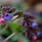 Lungenkraut  (Pulmonaria)