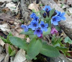 Lungenkraut, Pulmonaria officinalis