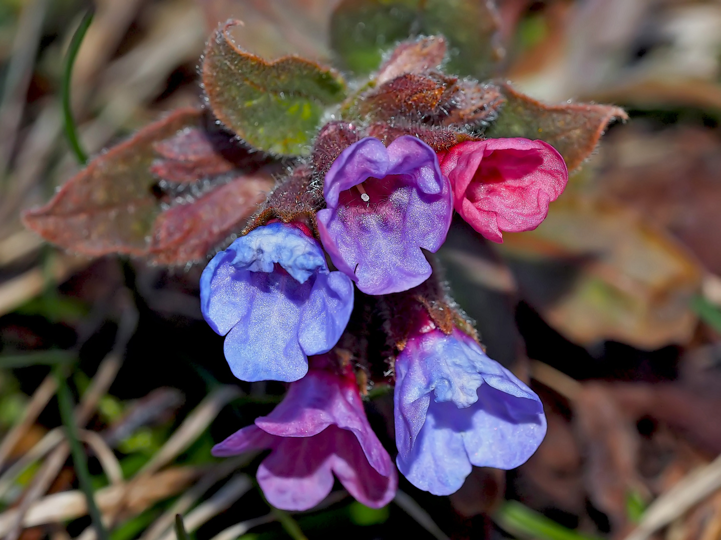 Lungenkraut (Pulmonaria officinalis)