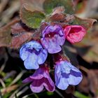 Lungenkraut (Pulmonaria officinalis)