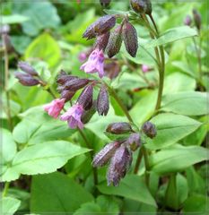 Lungenkraut (Pulmonaria officinalis agg.)