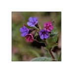 Lungenkraut (Pulmonaria officinalis agg.)