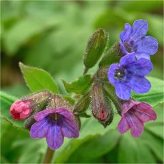 Lungenkraut (Pulmonaria officinalis agg.)