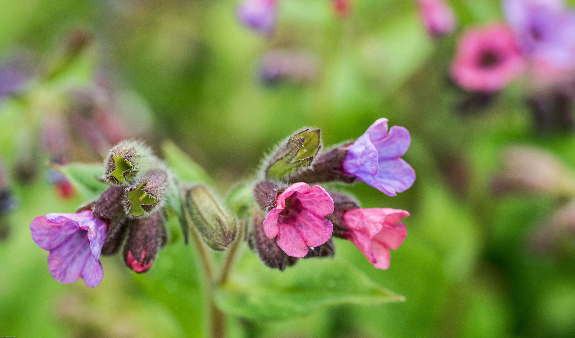 Lungenkraut - Pulmonaria officinalis