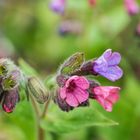 Lungenkraut - Pulmonaria officinalis