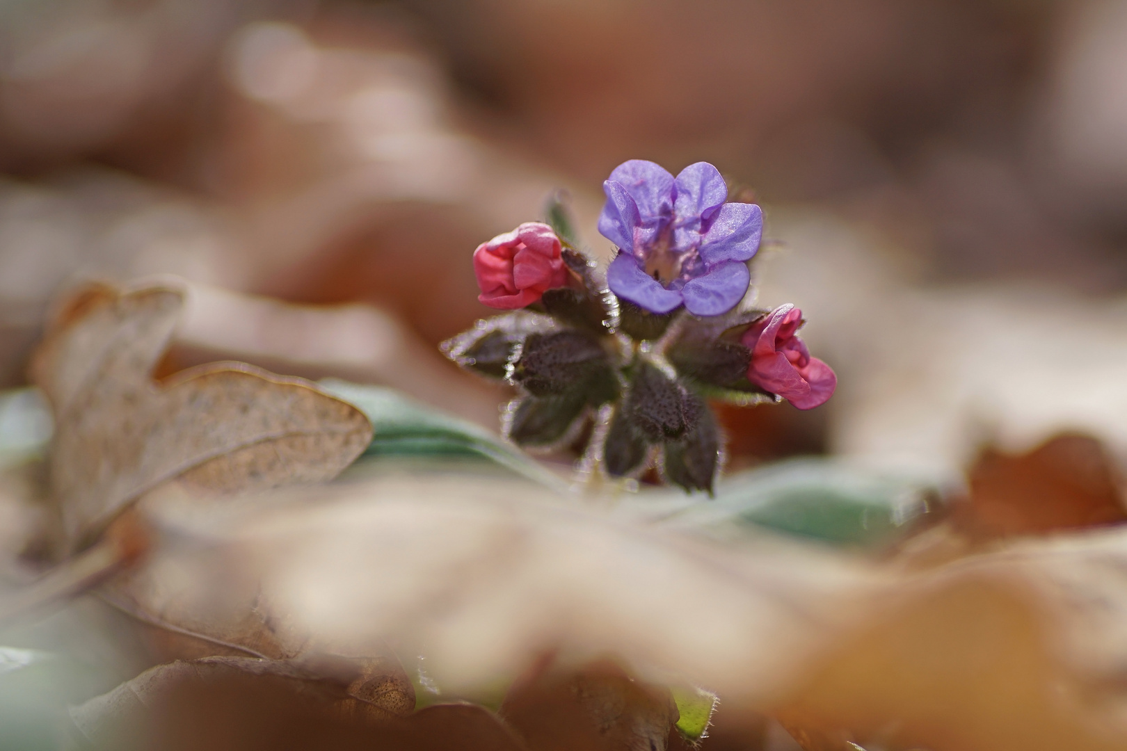 Lungenkraut (Pulmonaria officinalis)