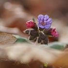 Lungenkraut (Pulmonaria officinalis)