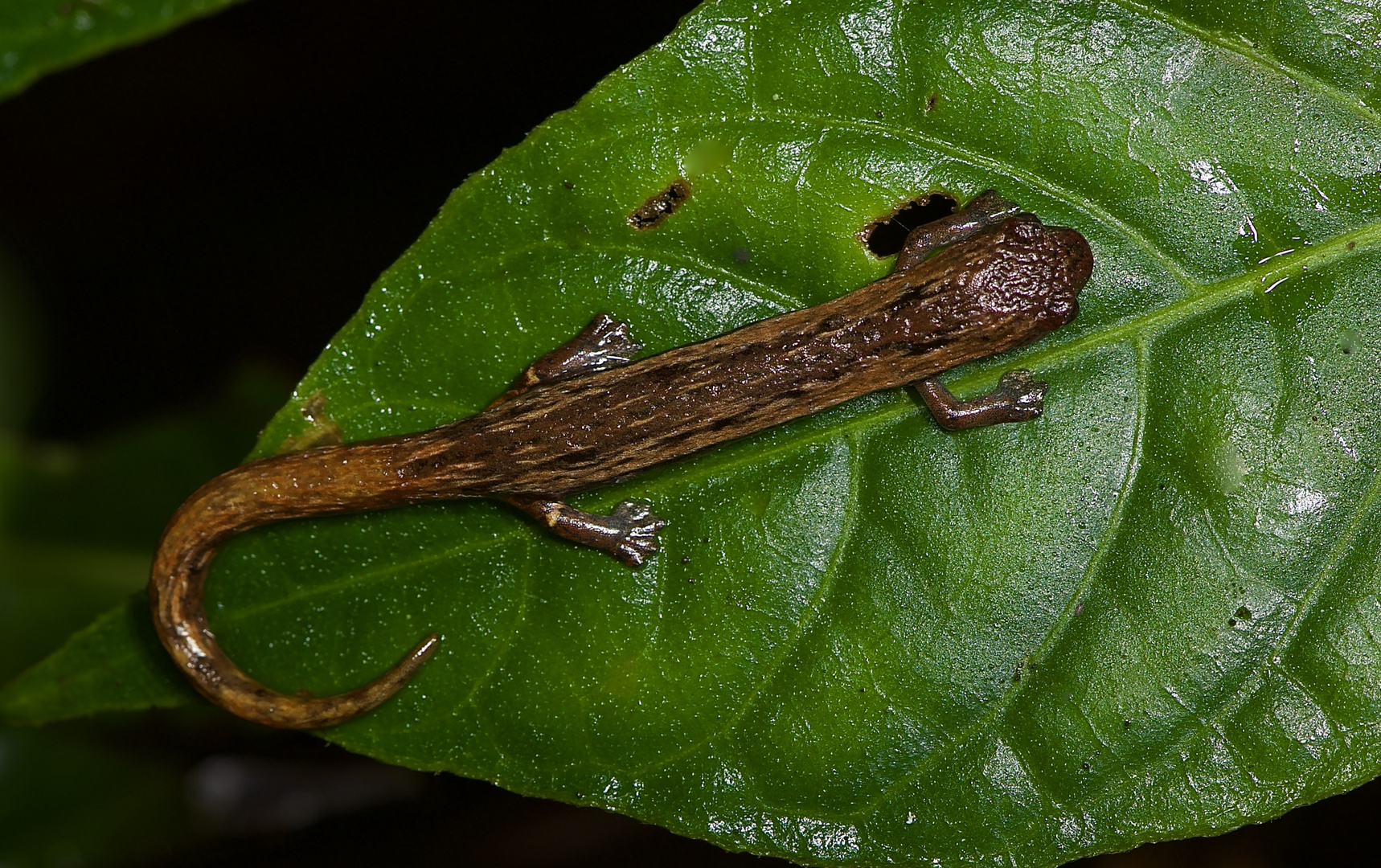 Lungenloser Salamander aus dem Nebelwald von Kolumbien 
