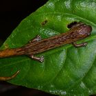 Lungenloser Salamander aus dem Nebelwald von Kolumbien 