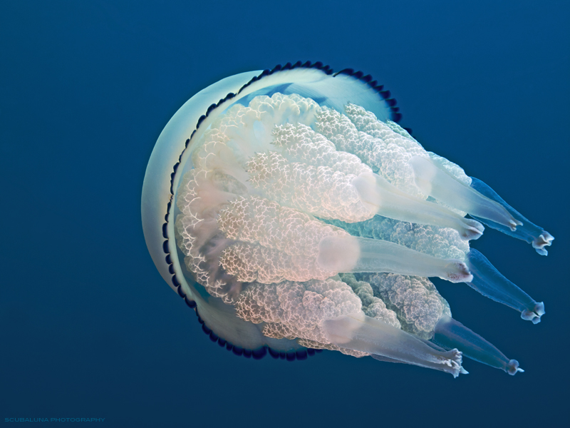 Lungenqualle (Rhizostoma pulmo)  "reload"