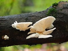 Lungenseitling, (PLEUROTUS PULMONARIUS)