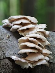 Lungenseitling, (PLEUROTUS PULMONARIUS)