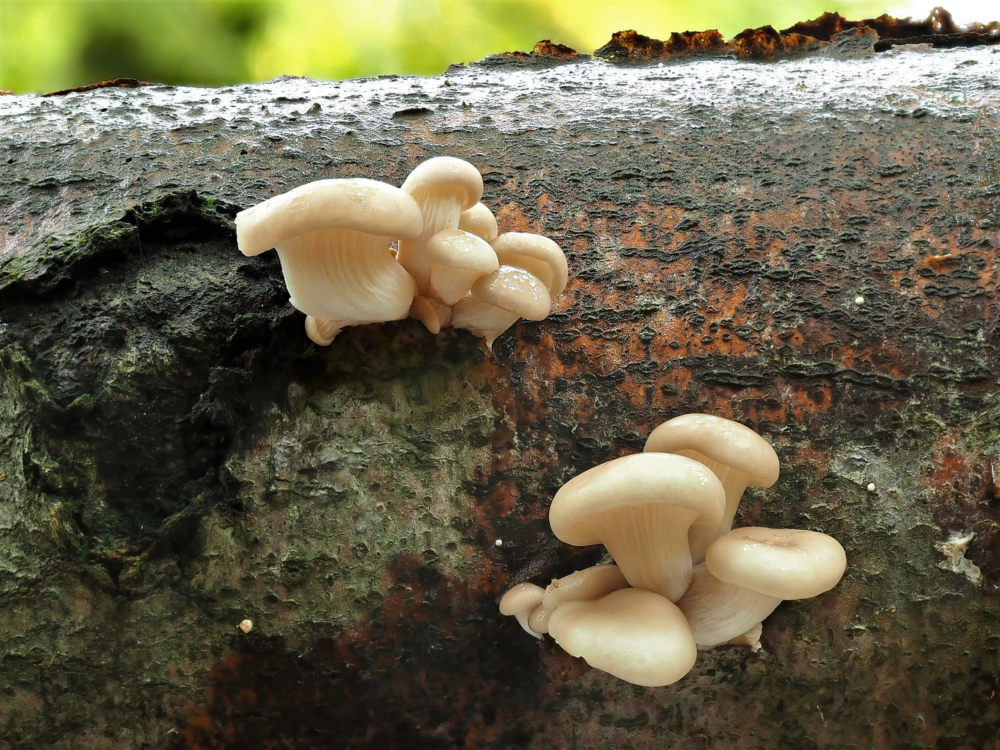 Lungenseitling, (PLEUROTUS PULMONARIUS)