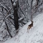 Lungo il bosco....