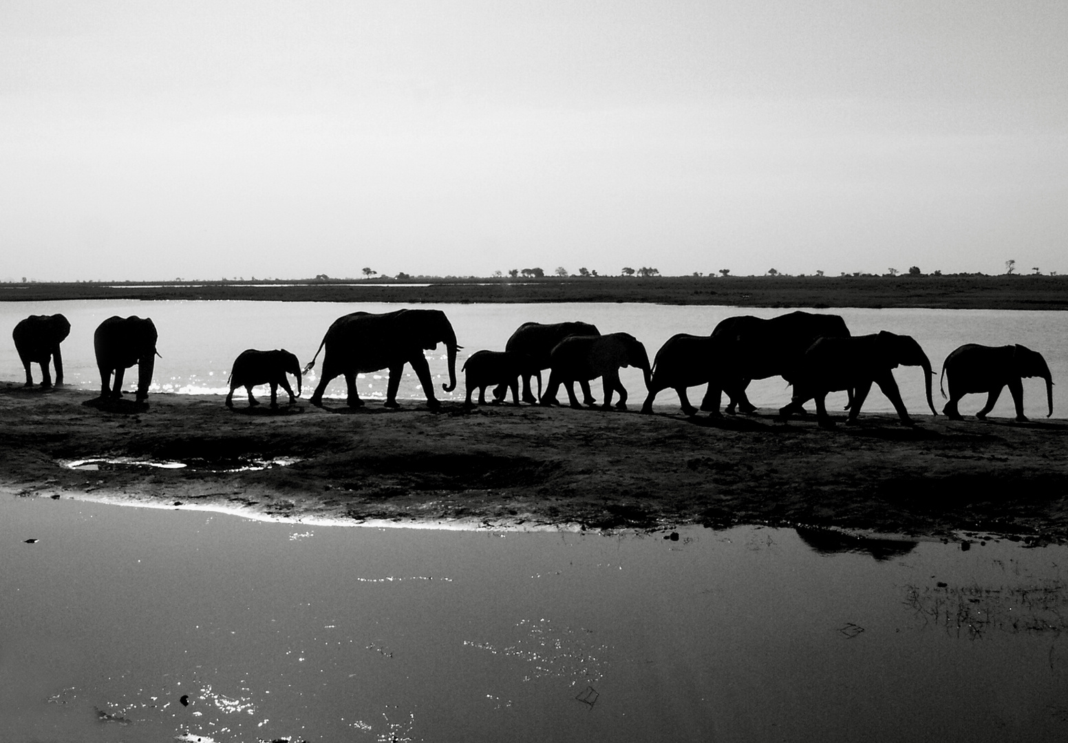 Lungo il Chobe River