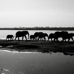 Lungo il Chobe River