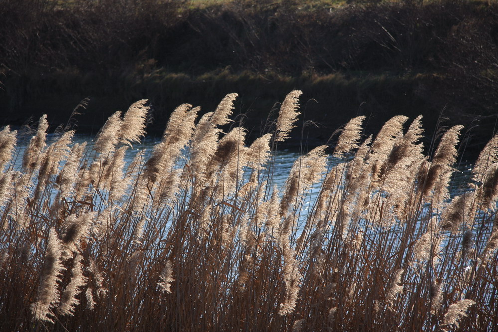 Lungo il fiume di Gabriella Rumici 