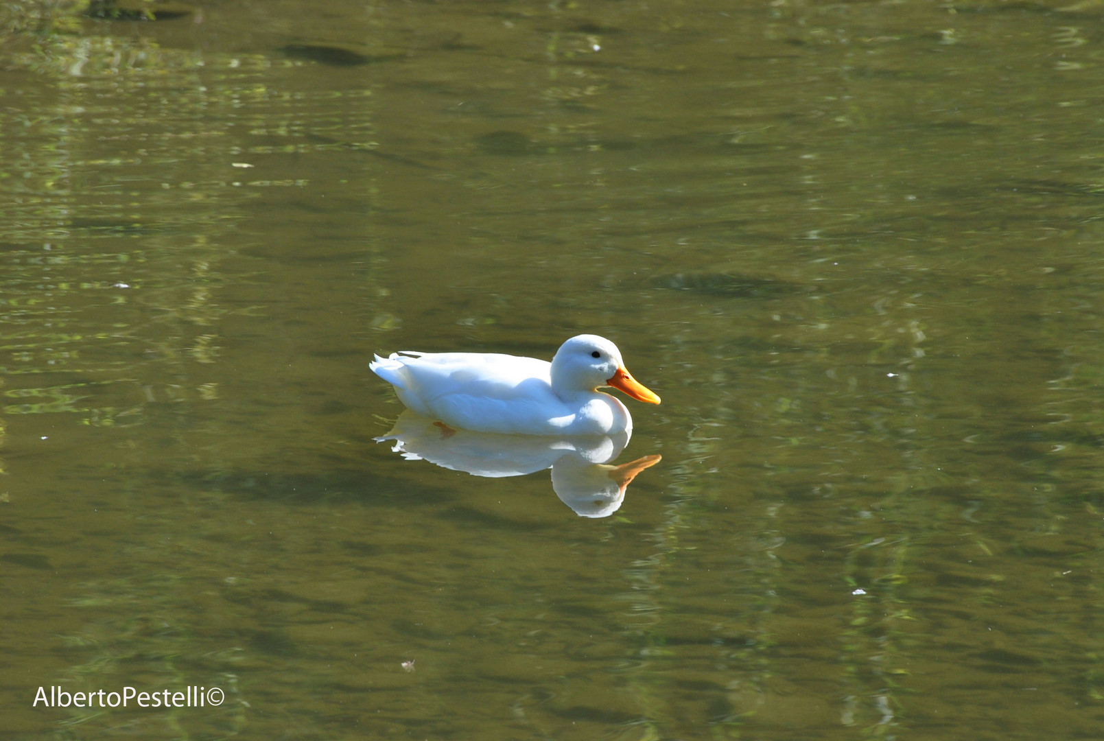 Lungo il torrente Mugnone (Fiesole - FI)