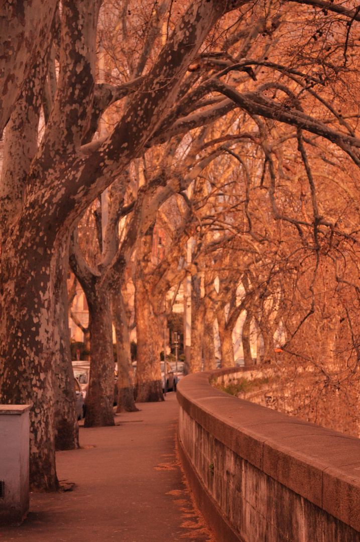 lungo tevere