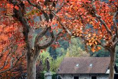 Lungolago, foliage