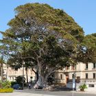 Lungomare Falcomatà, Reggio Calabria