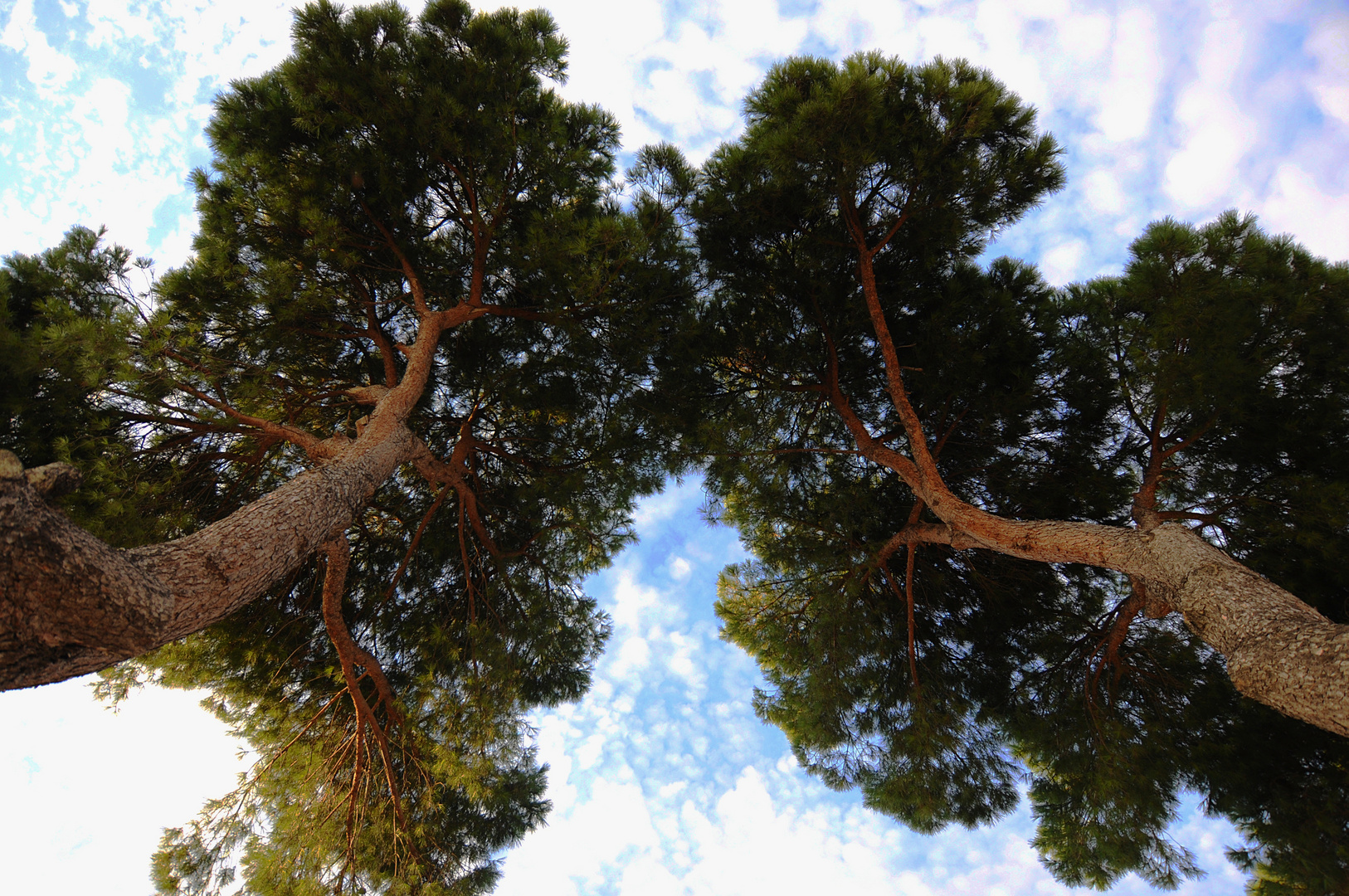 Lungs of nature