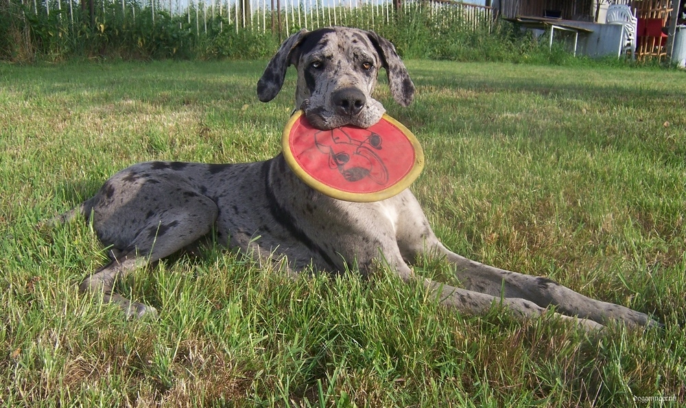 Luni und seine Frisbee ein unzertrennliches Team