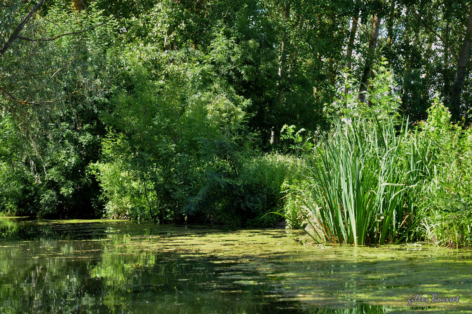 L'uni vert du marais poitevin