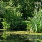 L'uni vert du marais poitevin