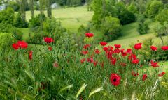 * l'univers des coquelicots *