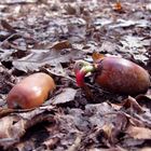 L’uomo che piantava gli alberi