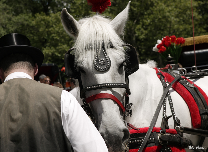 L'uomo del Cavallo