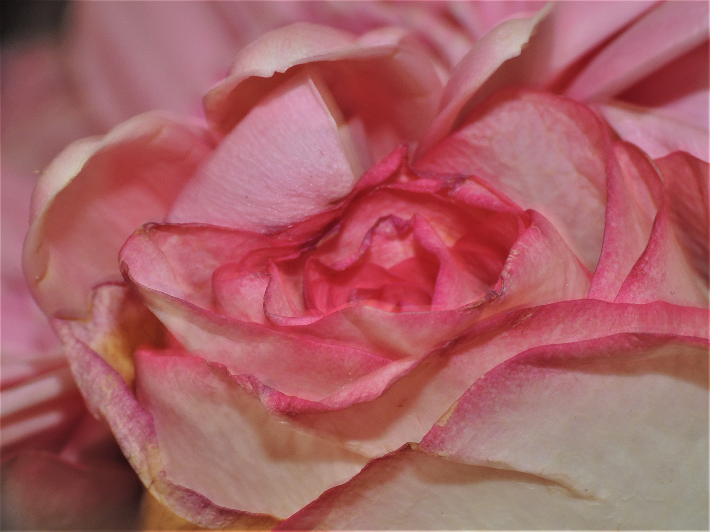 L’uomo è più duro del ferro, più solido della roccia, ma più fragile di una rosa.