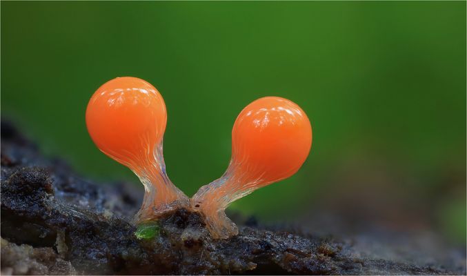 Lupigrafie 58...Tirchia decipiens